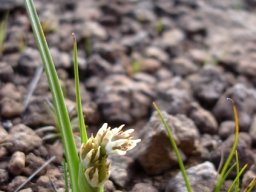 Colchicum striatum near the finish line for the year